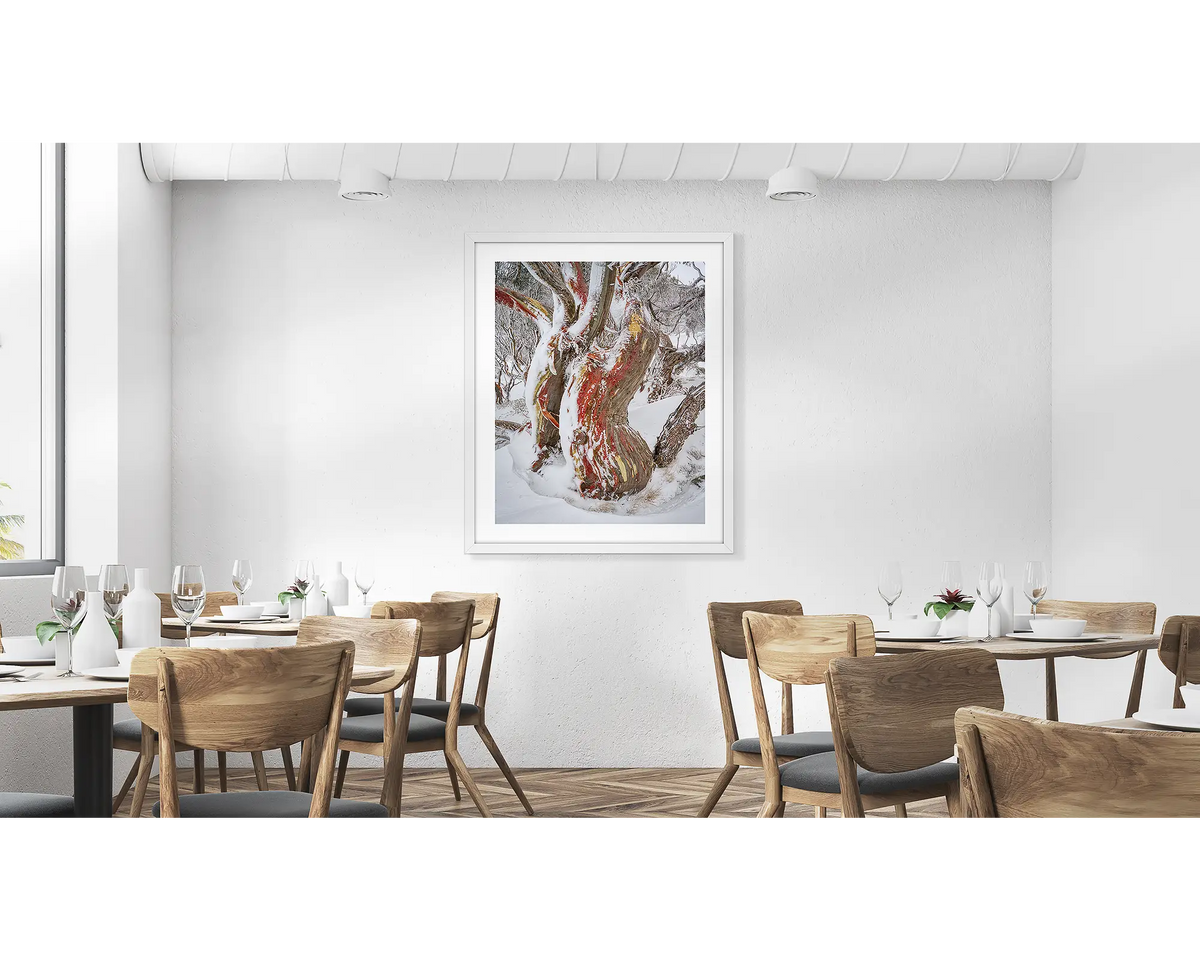 Winter Embrace. Old twisted snow gum with snow, wall art print in a white frame, hung in a cafe. 