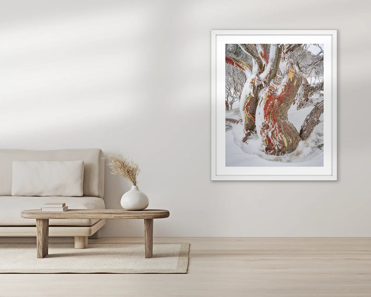 Winter Embrace. Old twisted snow gum with snow, wall art print in a white frame, hung in a lounge room.