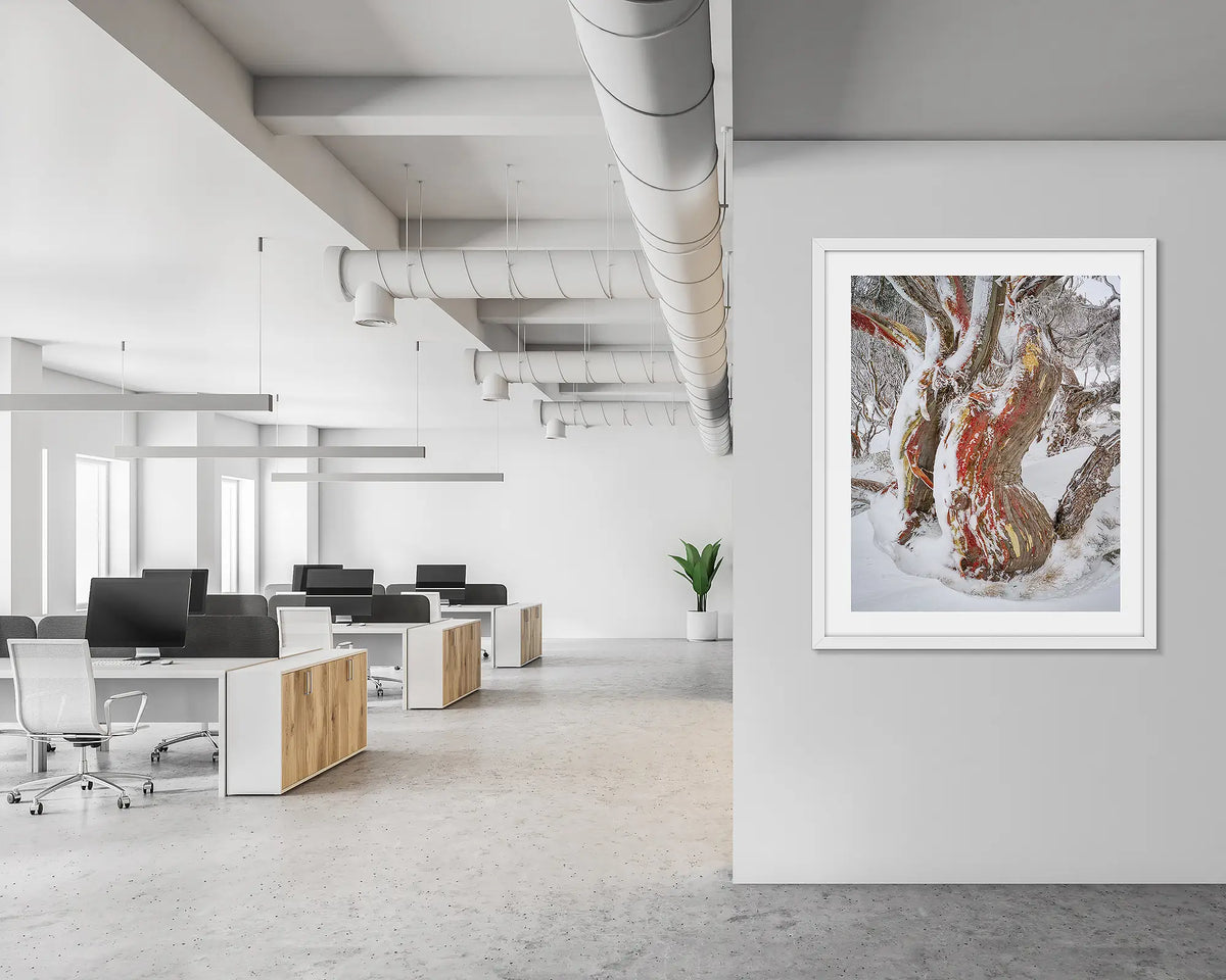 Winter Embrace. Old twisted snow gum with snow, wall art print in a white frame, hung in an open plan office.