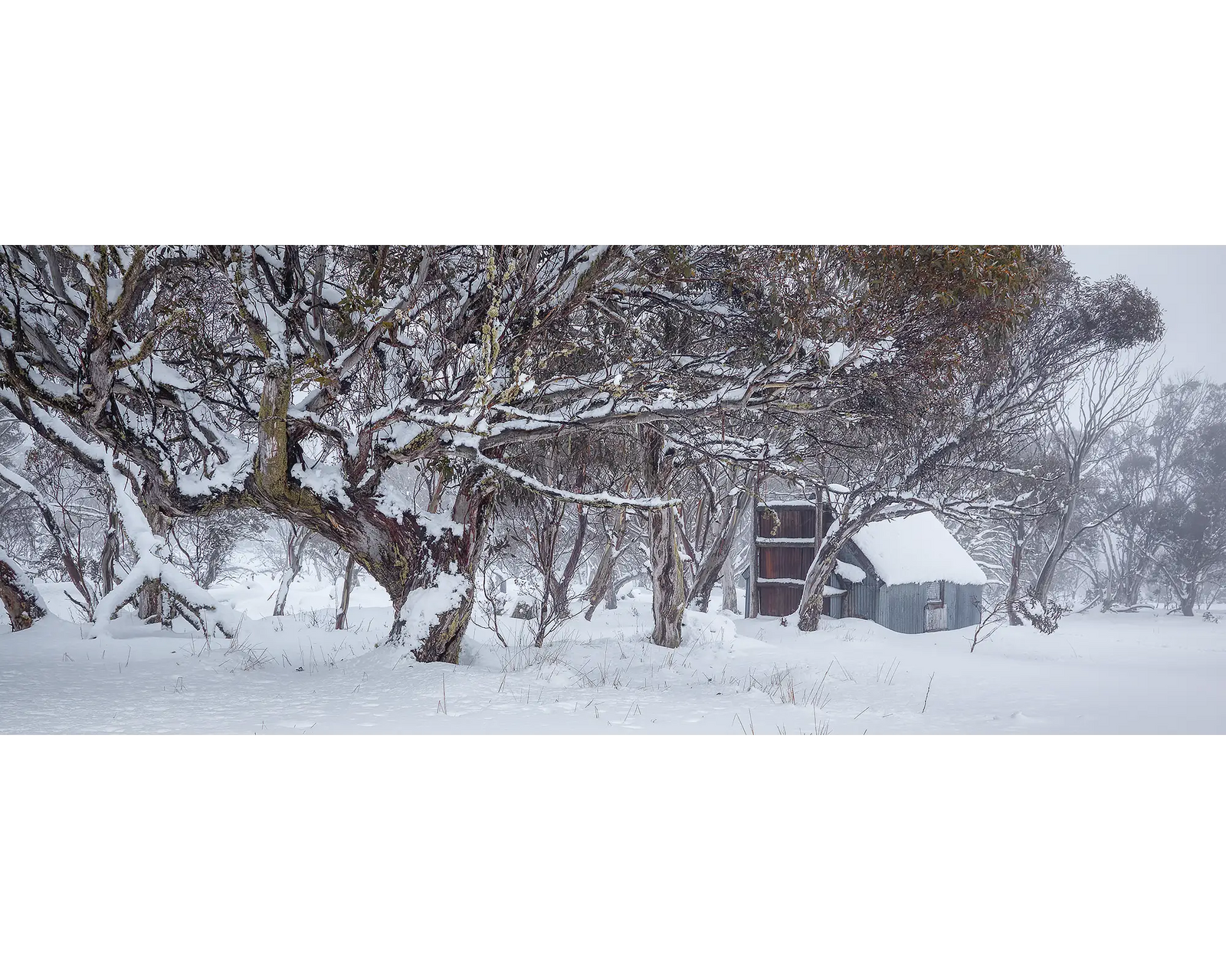 Snow gums around CRB Hut covered in snow during winter at Dinner Plain.