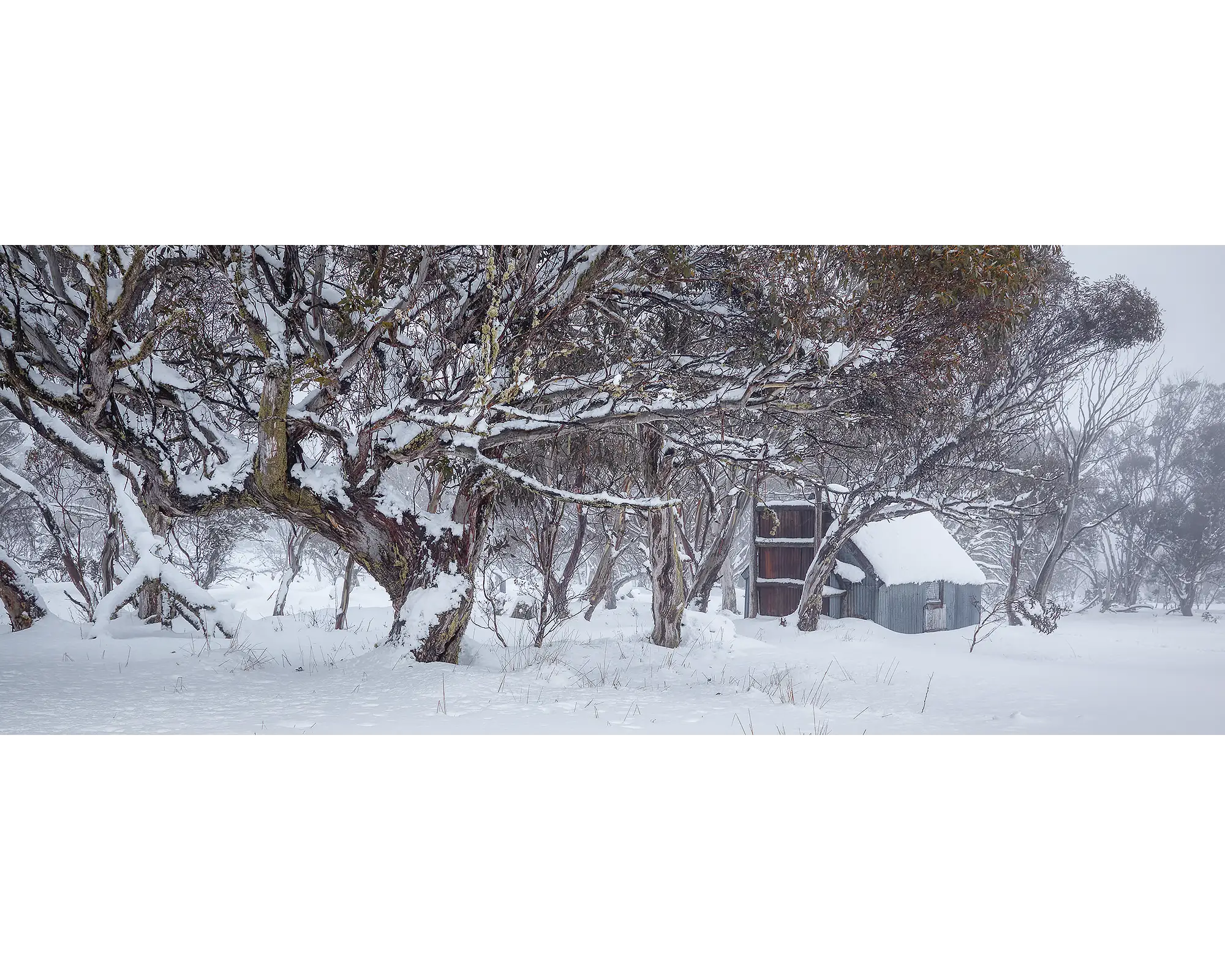 Snow gums around CRB Hut covered in snow during winter at Dinner Plain.