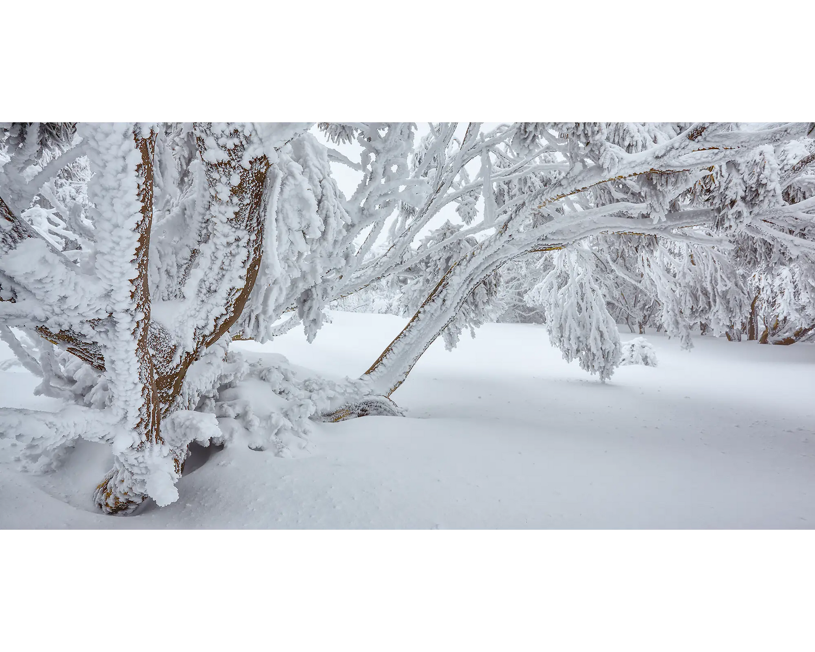 Snow gums covered in fresh snow.