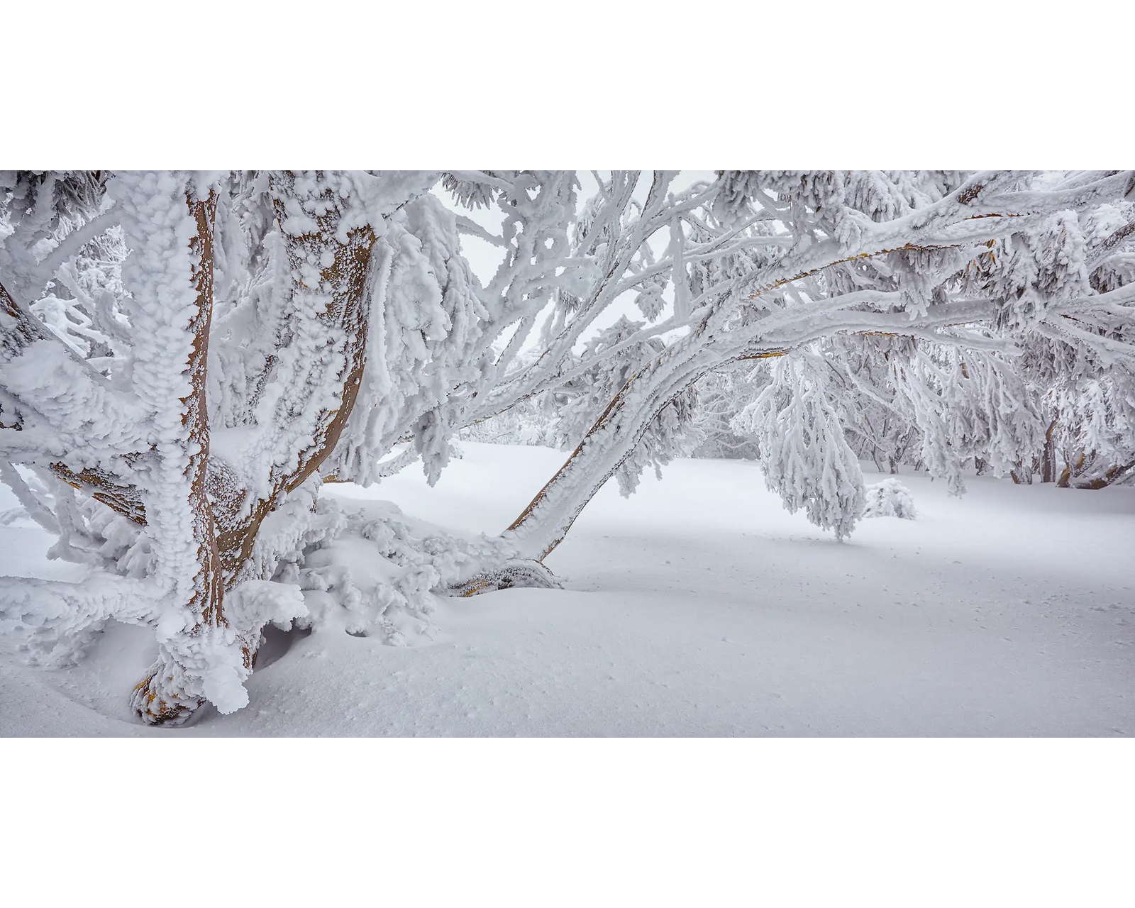 Winter Wonderland - Snow gums overhanging with snow.