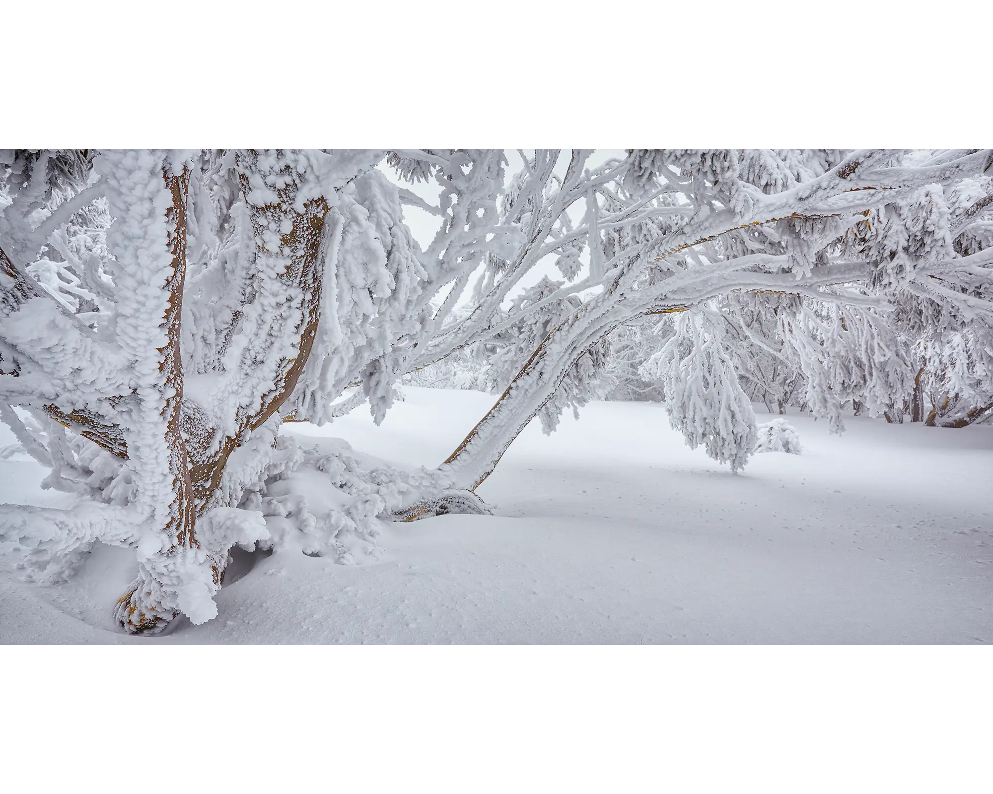 Winter Wonderland - Snow gums overhanging with snow.