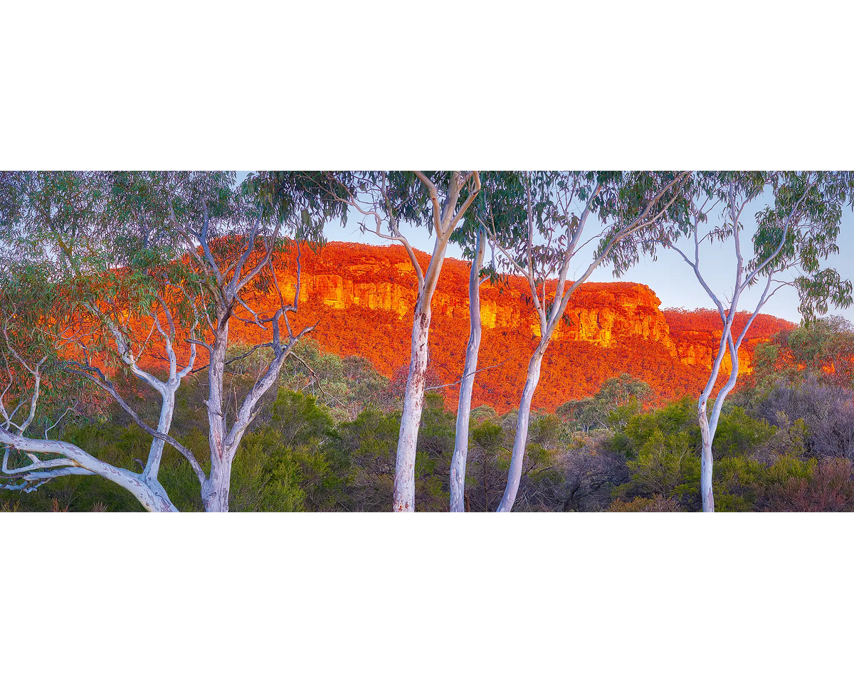 Young and Old gum trees at sunset in the Blue Mountains, New South Wales, Australia