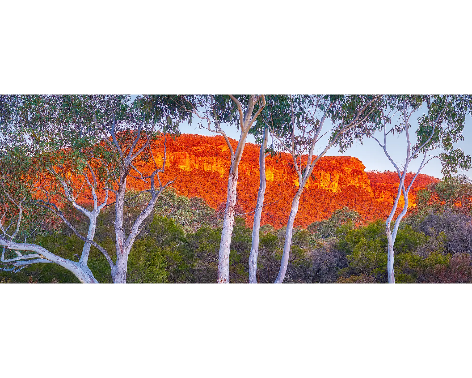 Young and Old gum trees at sunset in the Blue Mountains, New South Wales, Australia