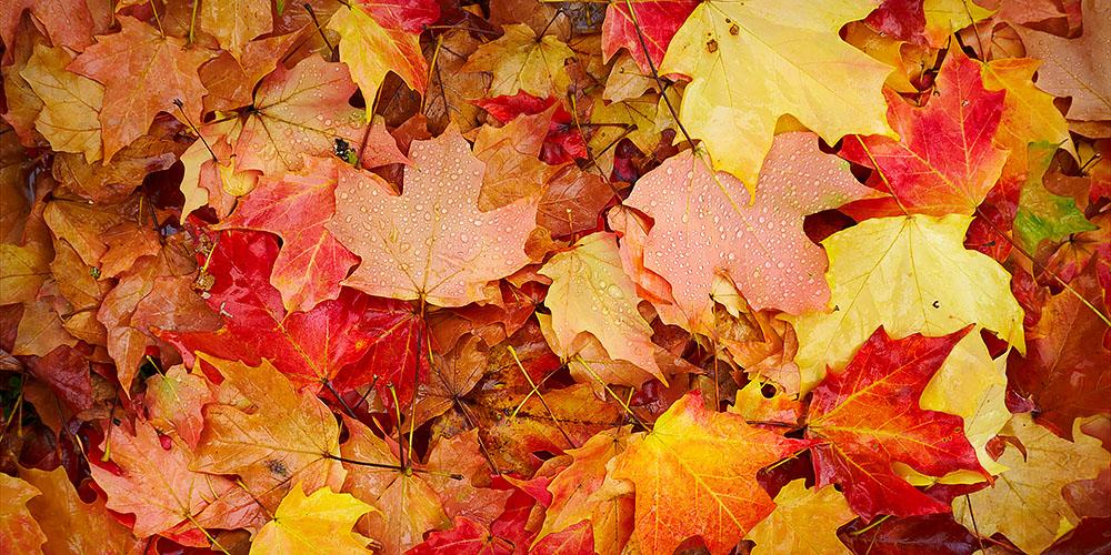 Autumn Layers, fallen leaves in Bright, Victoria