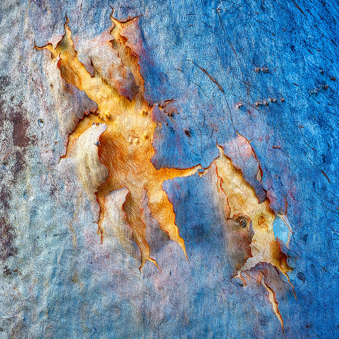 Opening - Gum Tree Bark Abstract, Hayman Island, Queensland.