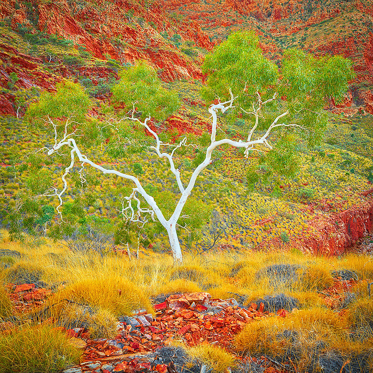 Ghost Gum - West MacDonnell Ranges Northern Territory