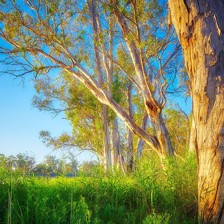 Leaning In - Murray River