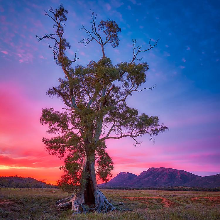 Cazneaux Tree Flinders Ranges South Australia