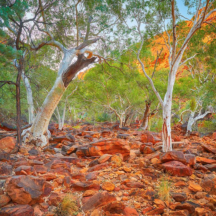 Outback Sanctuary - Kings Canyon, Northern Territory