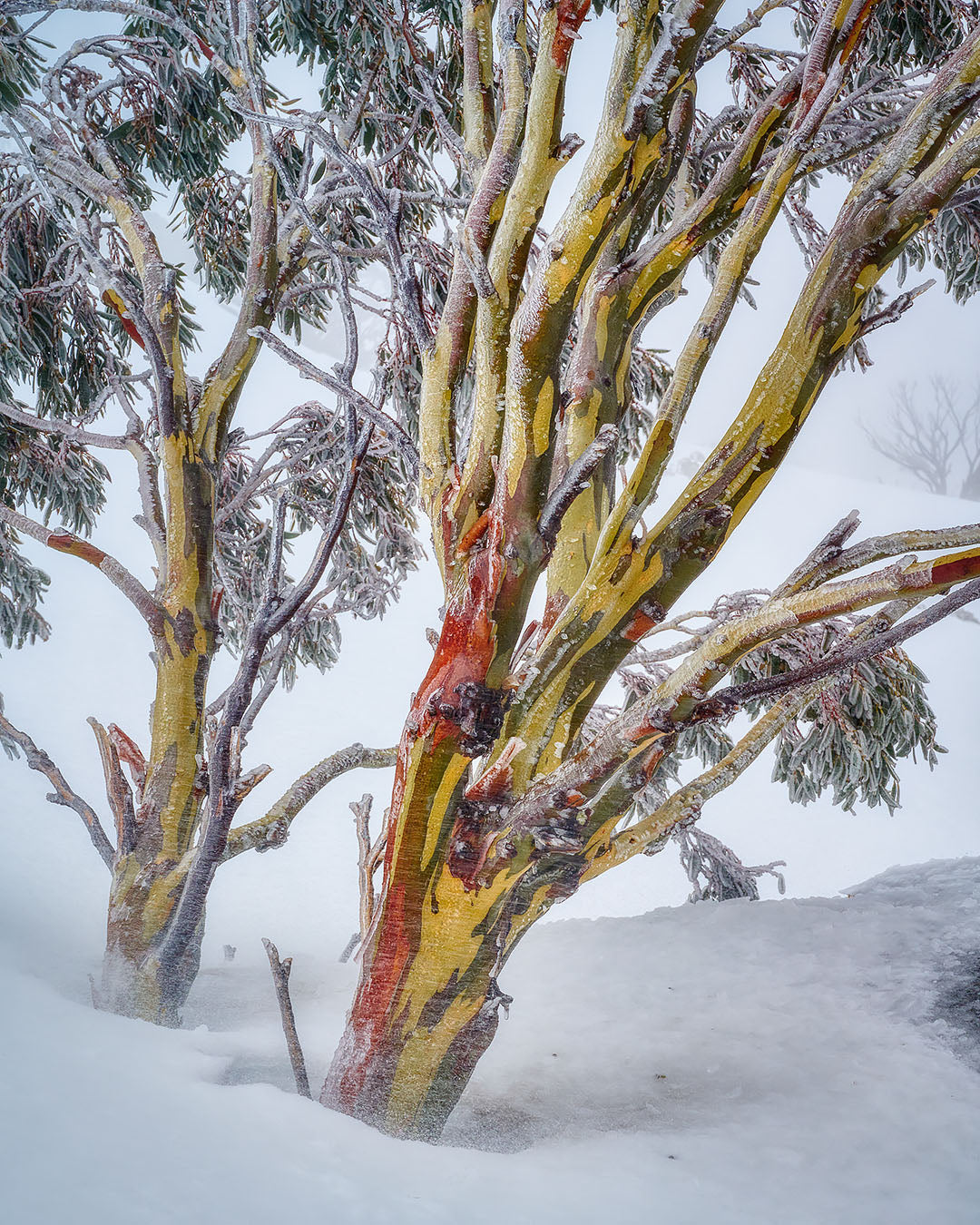 Resilience - Snow Gum in snow - Kosciuszko National Park - Acrylic Desk Block
