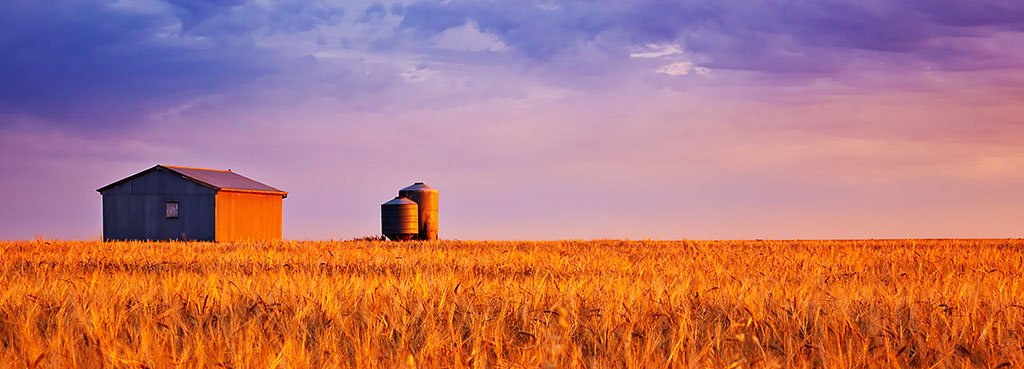 Golden Wheat photograph South Australia