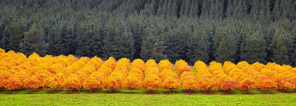 Orange Rows Of Trees, Alpine Shire, Victoria