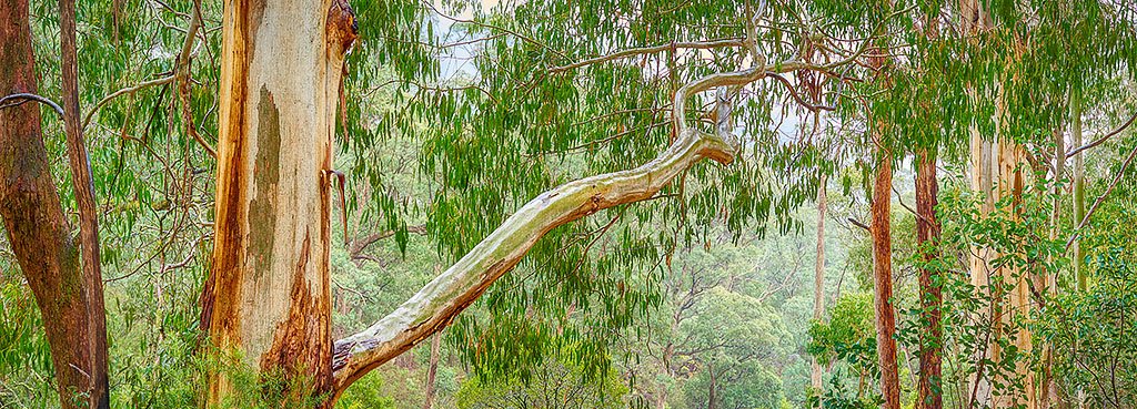 Outreach - Gum Tree, Mount Bufffalo National Park, Victoria, Australia