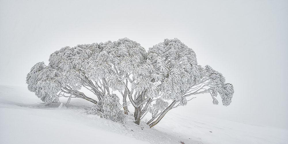 Revealed - Snow Gum during snow fall, Mount Hotham