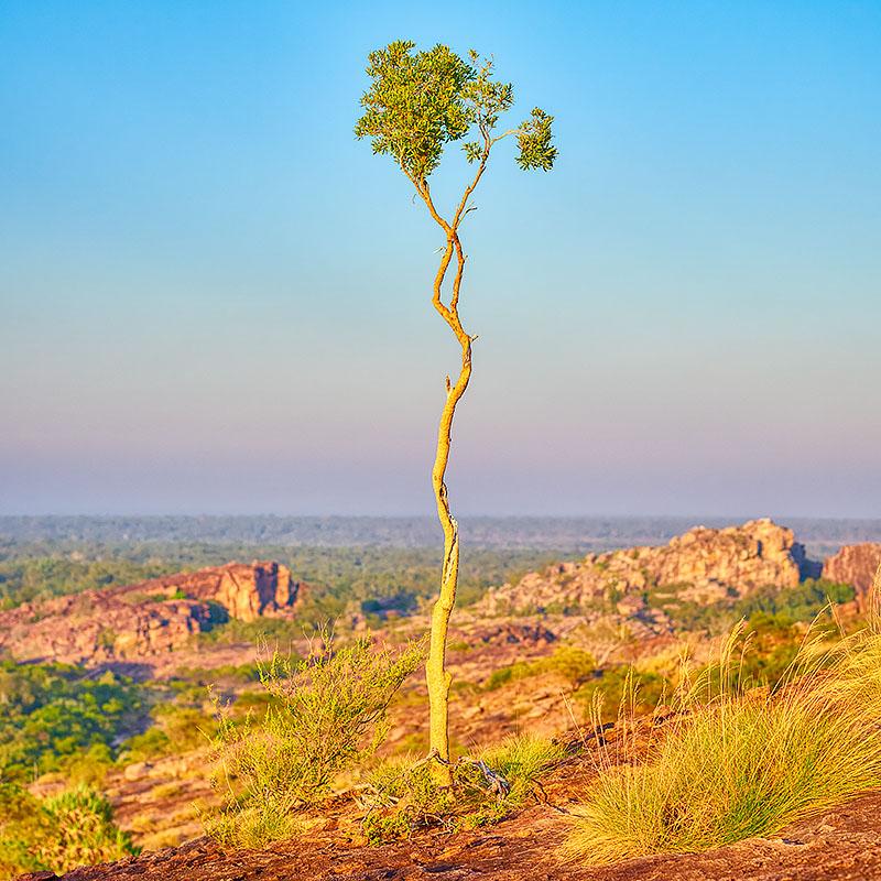 Single - Gum Tree, Kakadu National Park, Northern Territory, Australia