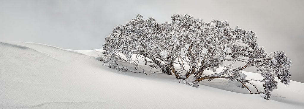 Snow Solitude - Award winning photograph of snow gums in snow
