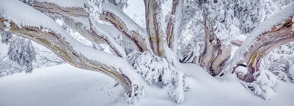 So Fresh, Snow Gum covered in fresh snow at Mt Feathertop, Victoria