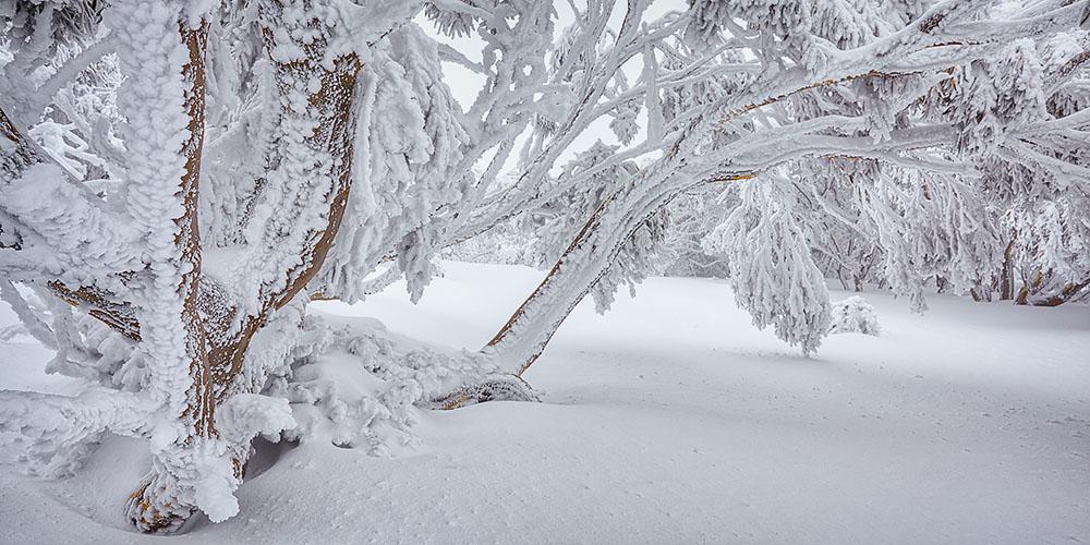 Winter Wonderland - Snow Gums with snow