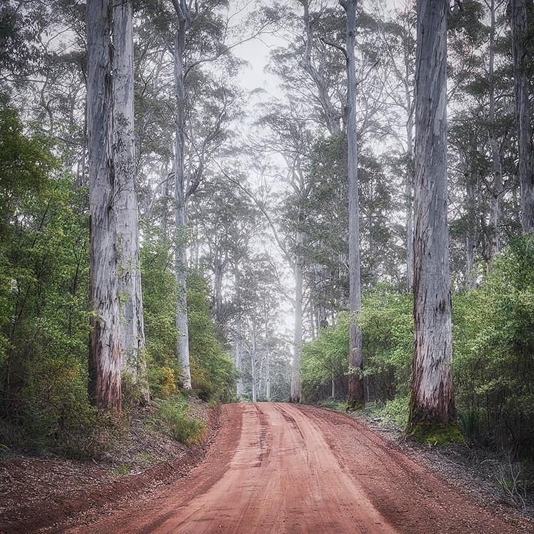 Karri Forest South-West Western Australia