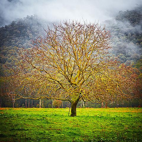 Tree Buckland Valley